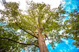 Best Emergency Tree Removal  in Mcqueeney, TX