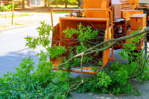 How Our Tree Care Process Works  in  Mcqueeney, TX