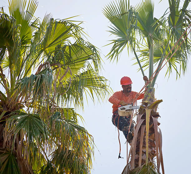 Best Fruit Tree Pruning  in Mcqueeney, TX